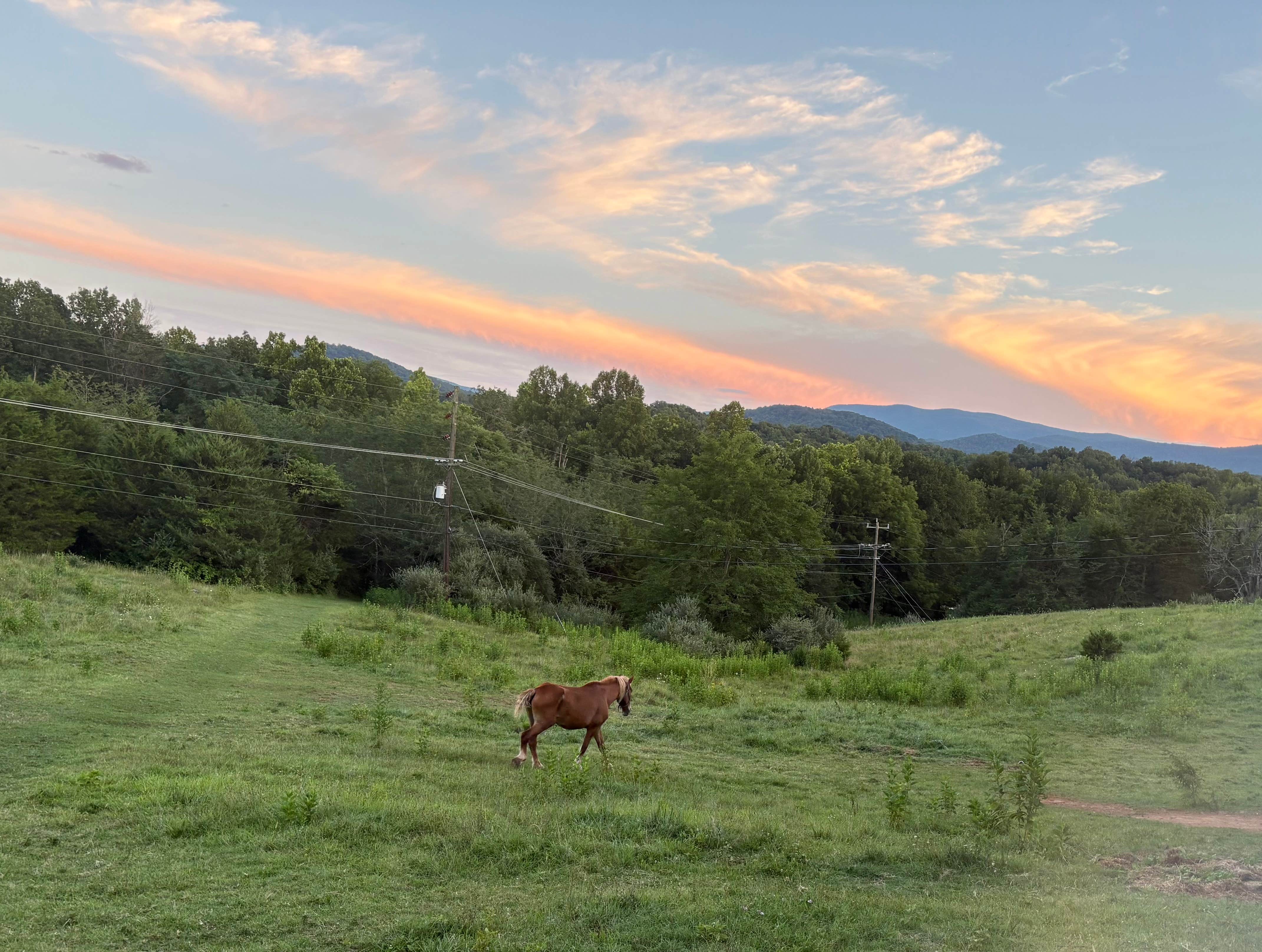 Camping near Andy Guest/Shenandoah River State Park Campground: Sitka Spruce Farms, Bentonville, Virginia