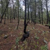 Review photo of Flagstaff RV Park (formally Greer's Pine Shadows RV Park) by Matt M., August 17, 2026