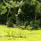 Review photo of Skidaway Island State Park Campground by Stuart K., August 23, 2026