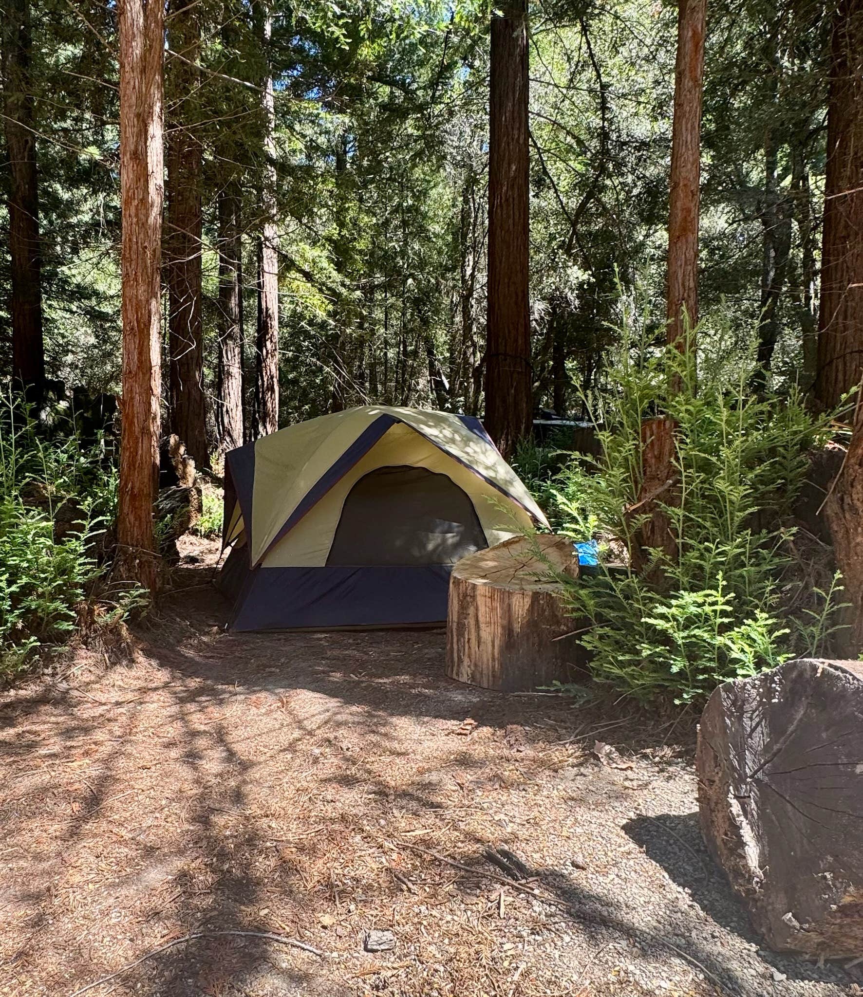 Camping near Manresa State Beach Campground: Under the redwoods, Aptos, California