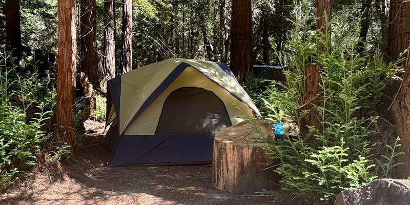 Camper submitted image from Under the redwoods
