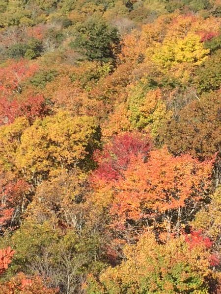 Camper submitted image from Grandfather Mountain Campground - 2
