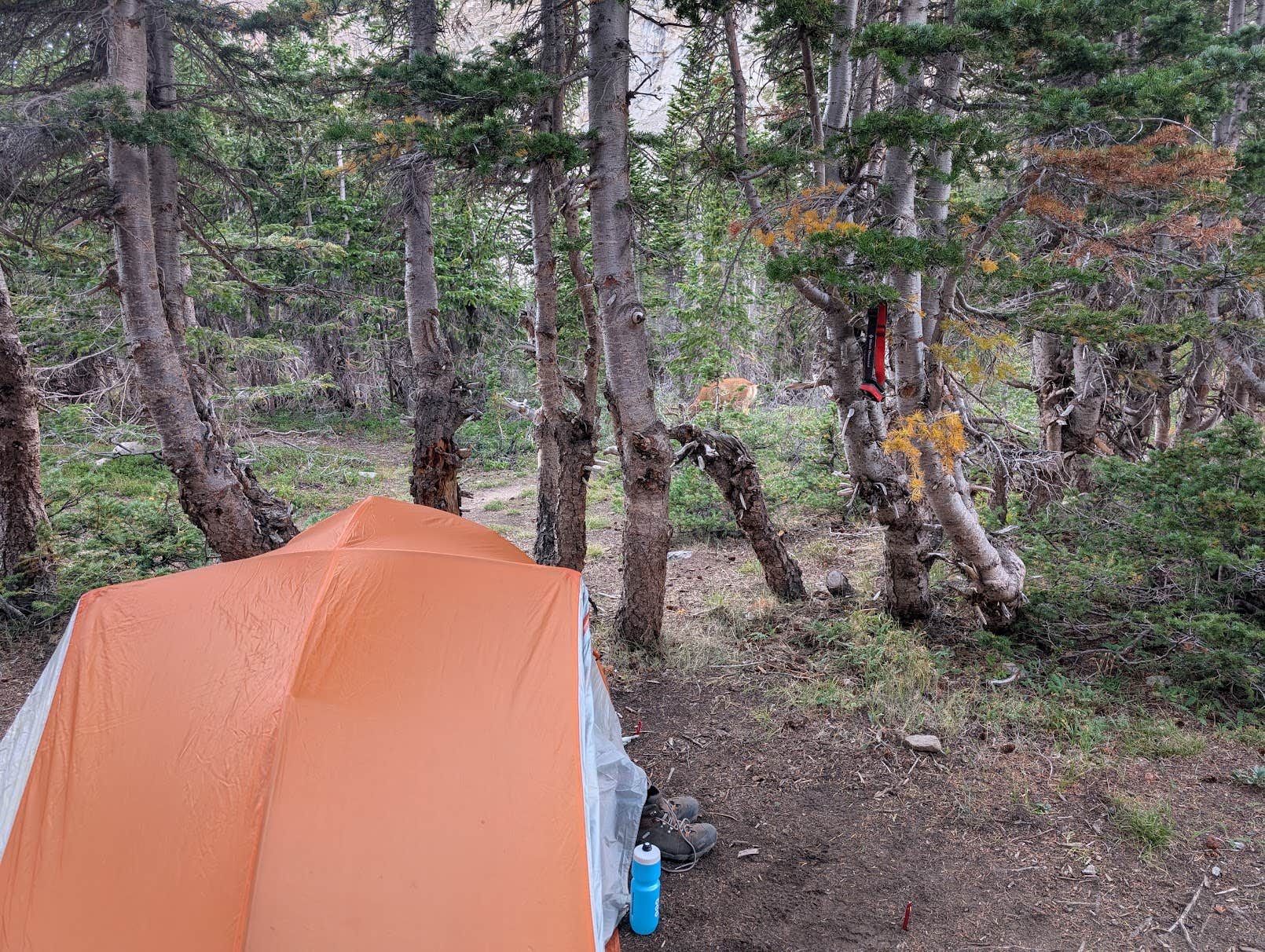 Camper-submitted photo at Horn Fork Basin Dispersed Camping near Buena Vista, CO