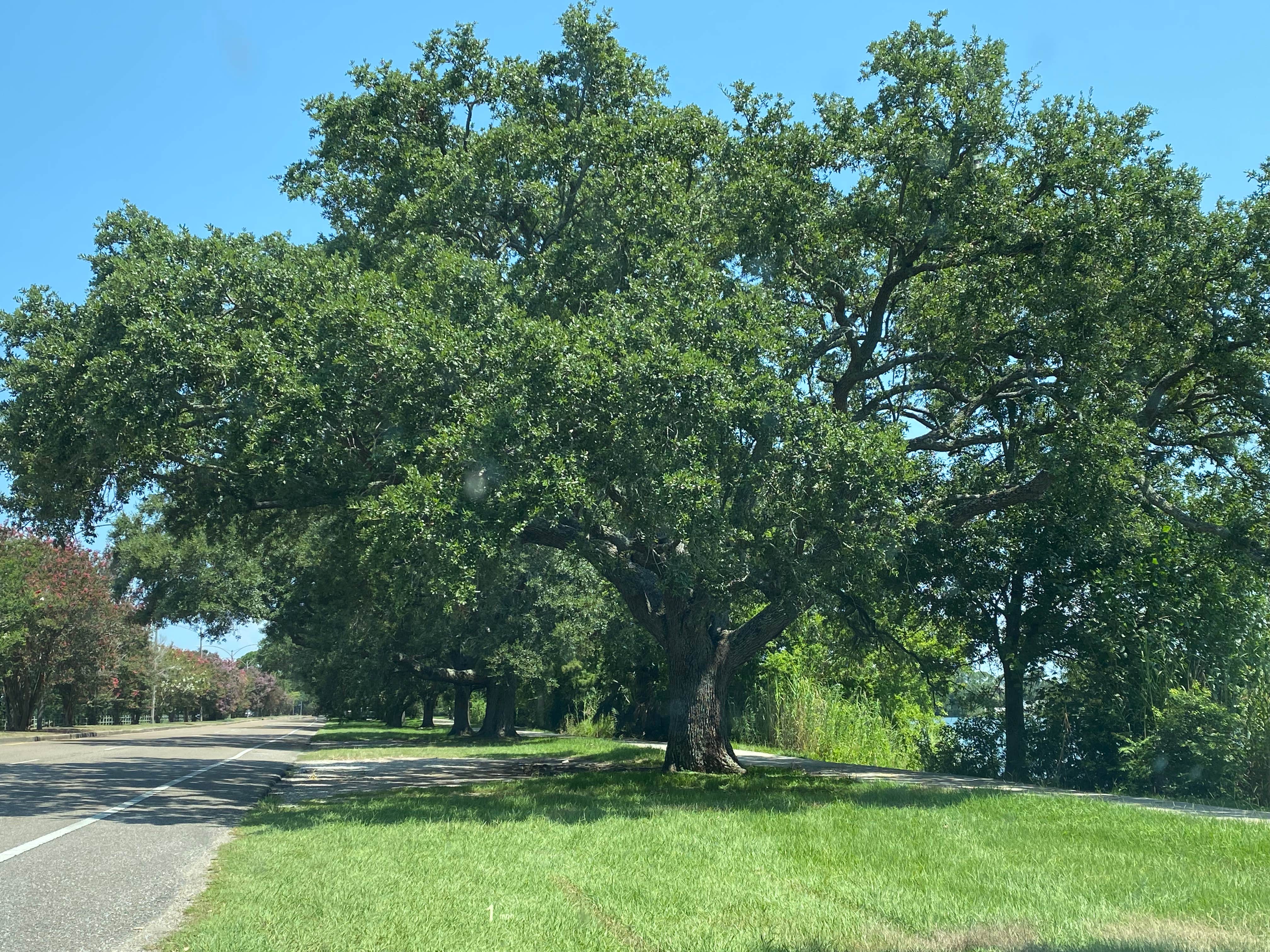 Camper-submitted photo at Wisner Blvd - Overnight Parking near Barataria, LA