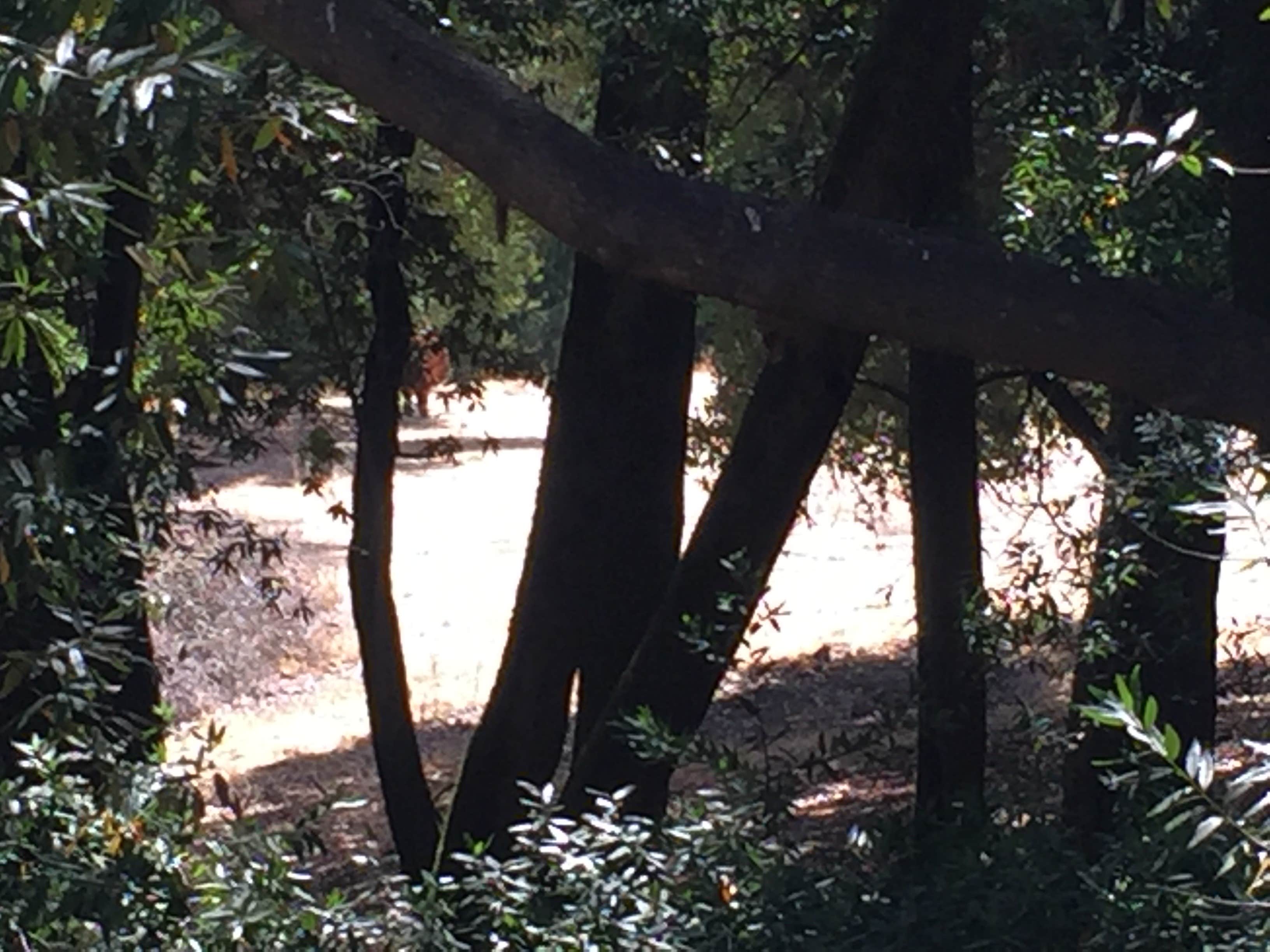 Camper-submitted photo at Las Trampas Regional Wilderness near Alamo, CA
