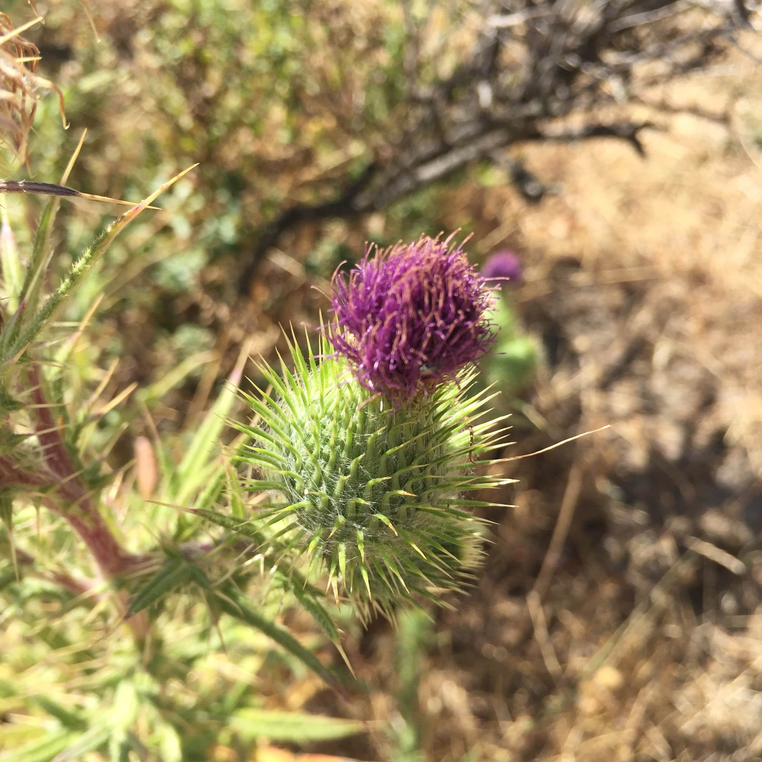 Camper-submitted photo at Las Trampas Regional Wilderness near Alamo, CA