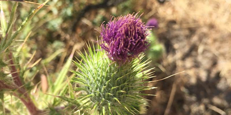 Camper submitted image from Las Trampas Regional Wilderness