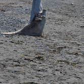 Review photo of Dungeness Recreation Area by Mike , September 3, 2026