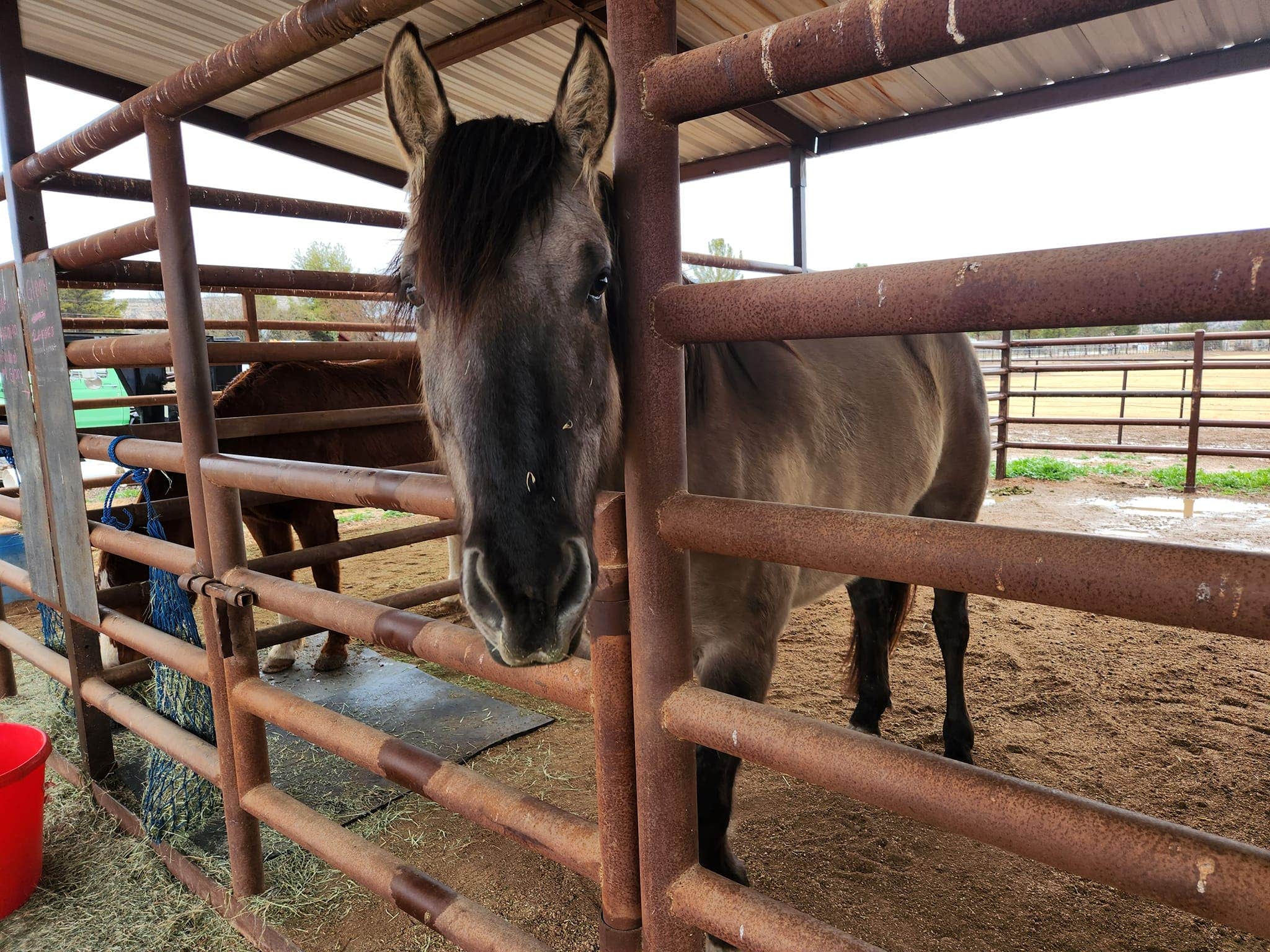 Camper-submitted photo at Nashwa Farms Camping with Horses * Sedona * Camp Verde Arizona near Cottonwood, AZ