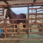 Review photo of Nashwa Farms Camping with Horses * Sedona * Camp Verde Arizona by Tonya Freeland W., September 6, 2026
