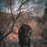 Review photo of Honey Flat Camping Area — Caprock Canyons State Park by Elise A., September 6, 2026