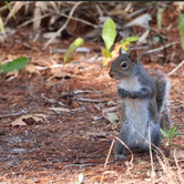 Review photo of Topsail Hill Preserve State Park Campground by Jeremy H., September 10, 2026