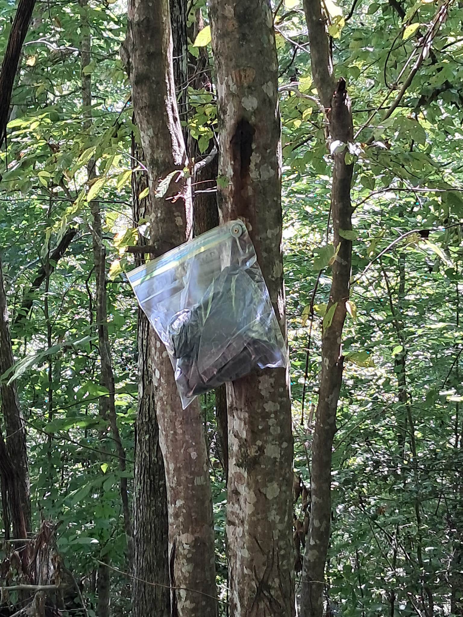 Camping near Pines RV Park: Cardinal Mountain Campground, Franklin, North Carolina