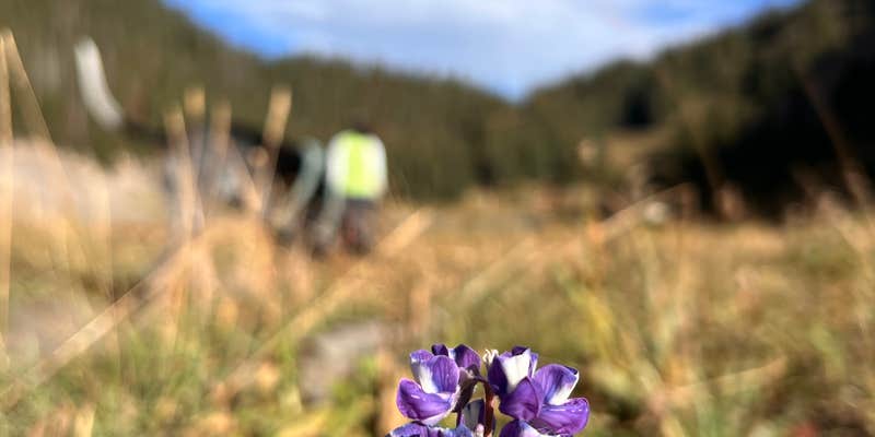 Camper submitted image from Gothic Campground Site 9-12