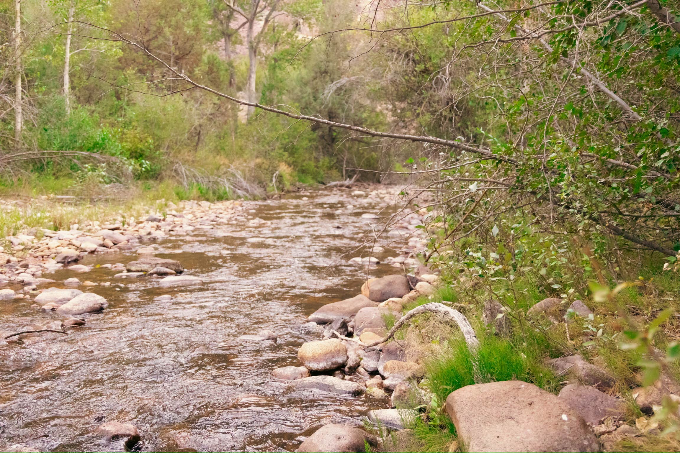 Camper-submitted photo at Moonshine Meadows near Owyhee, NV
