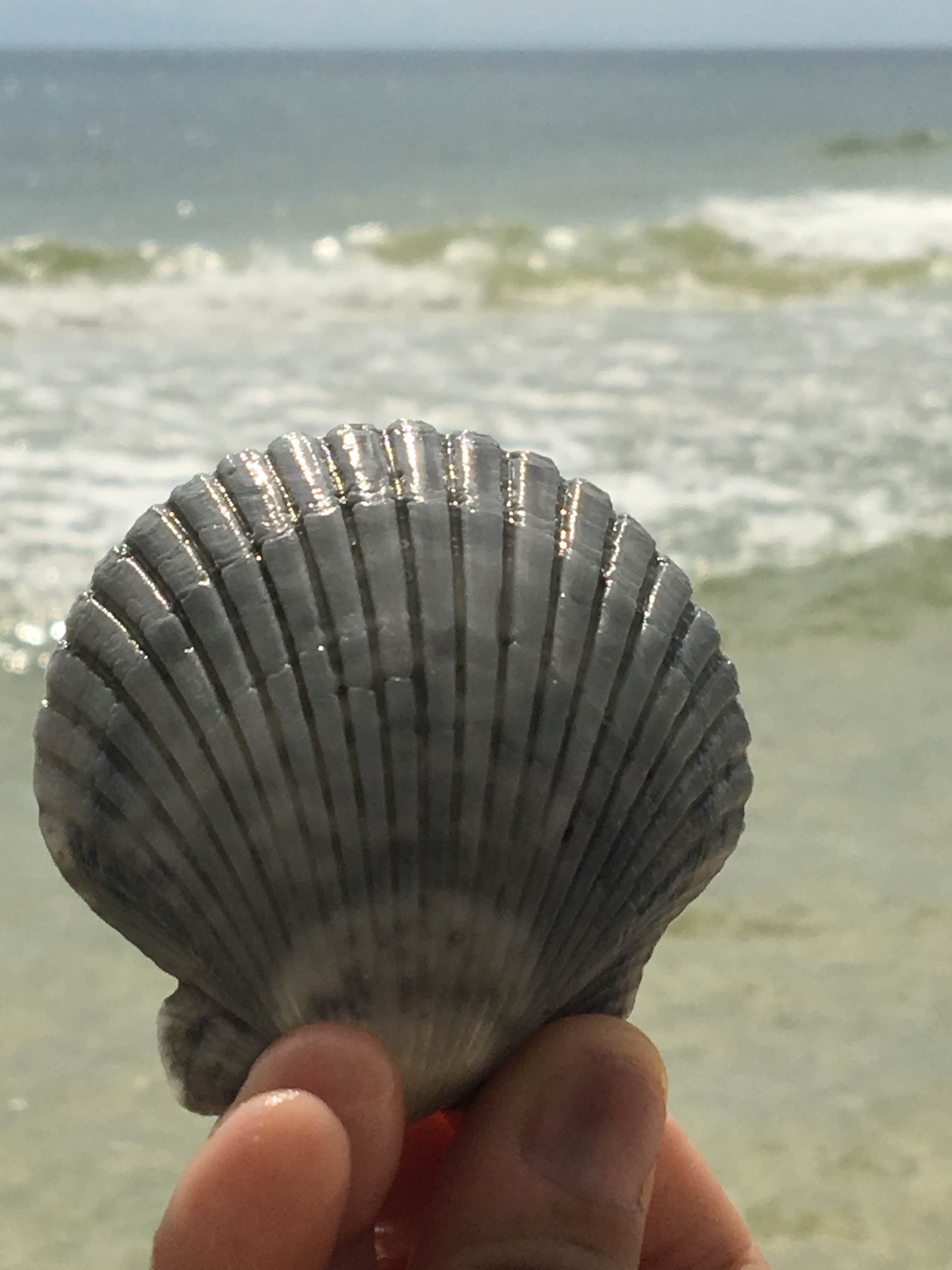 Camper submitted image from Sebastian Inlet State Park Campground - 2