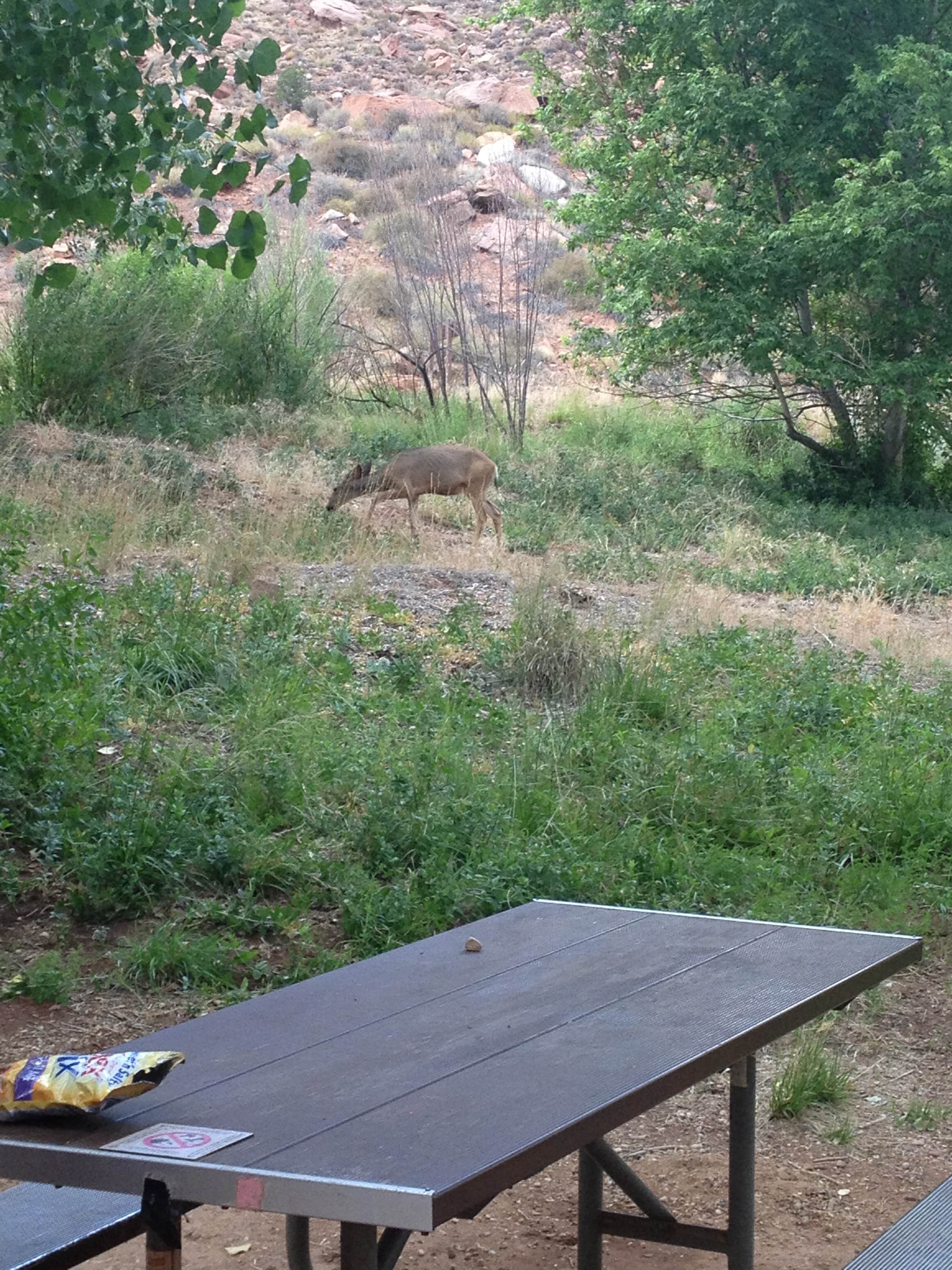 Camper submitted image from Watchman Campground — Zion National Park - 4