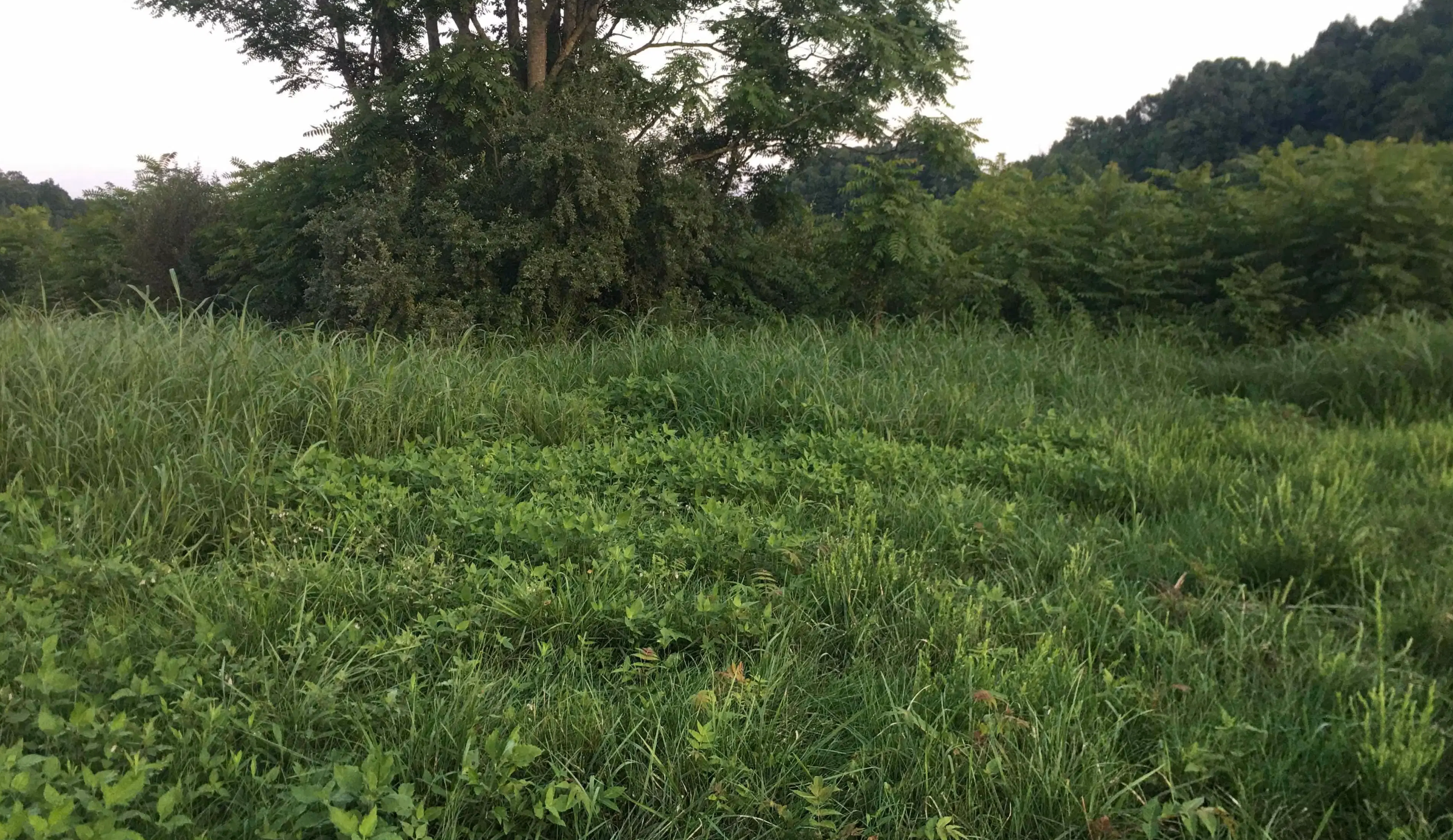 Camping near Buckhorn Dam Campground: Rock Mountain Ranch, Manchester, Kentucky