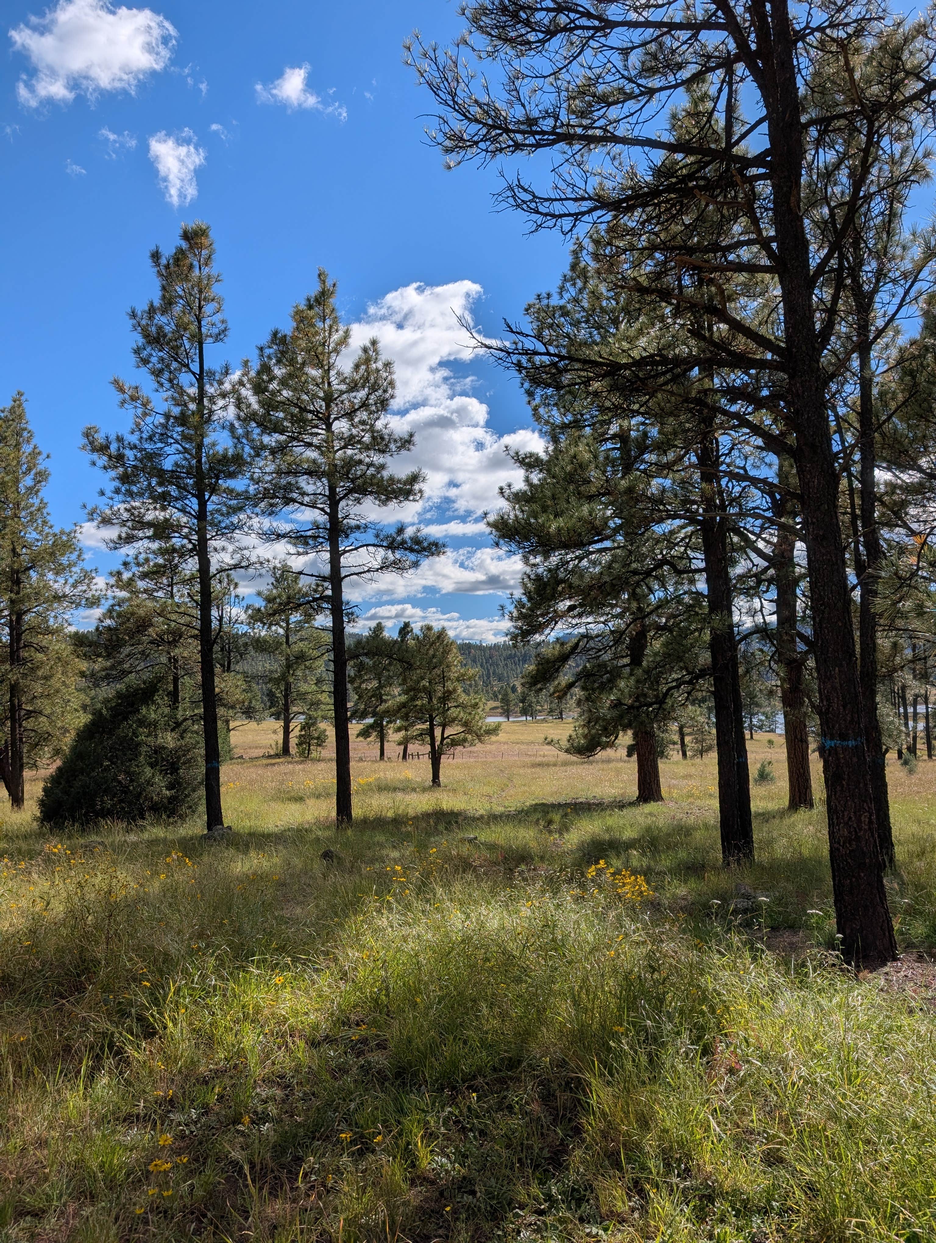 Camper-submitted photo at Apache National Forest Luna Lake Campground near Reserve, NM