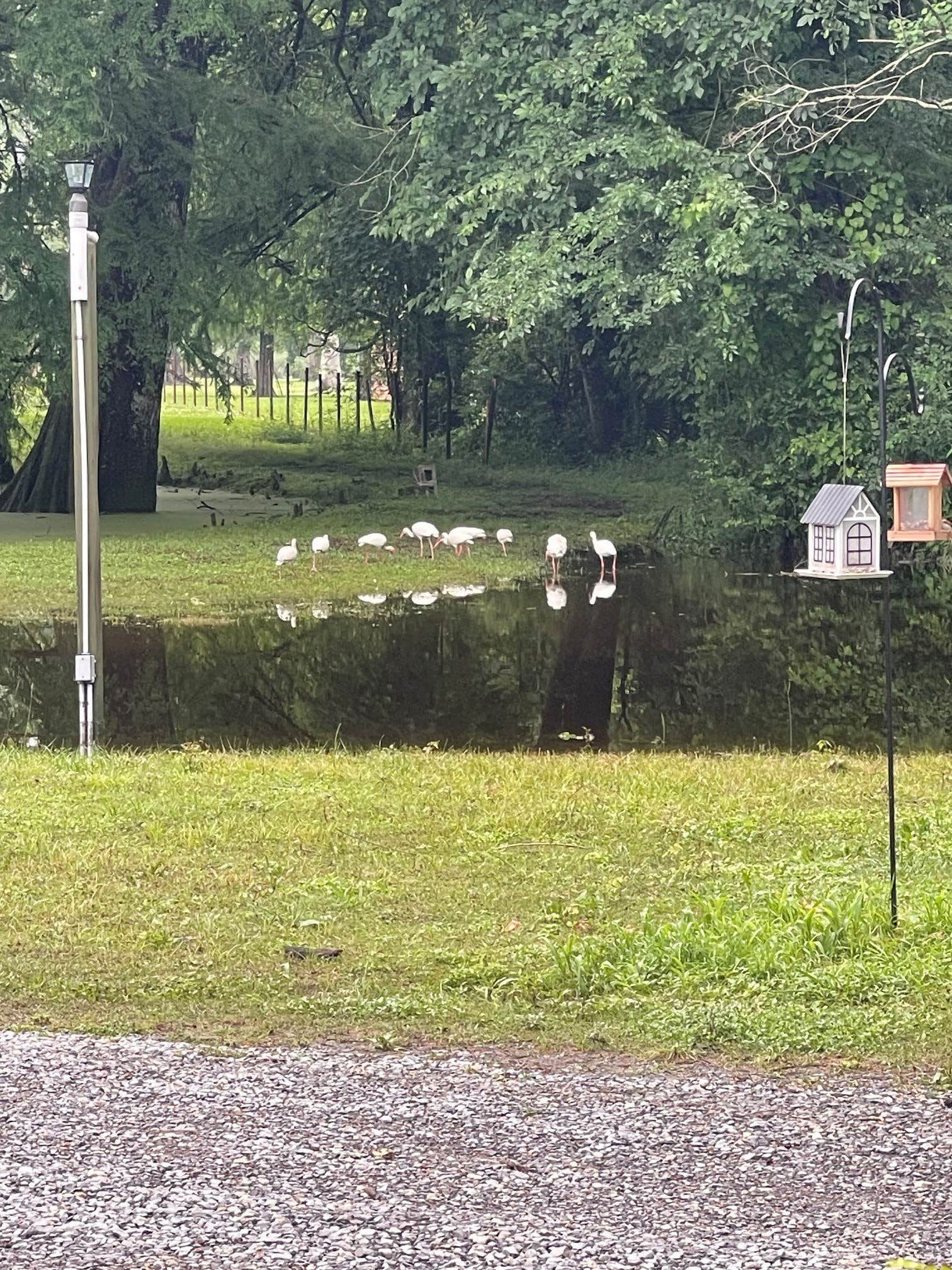 Camper-submitted photo at Bayou Wilderness RV Park near New Iberia, LA