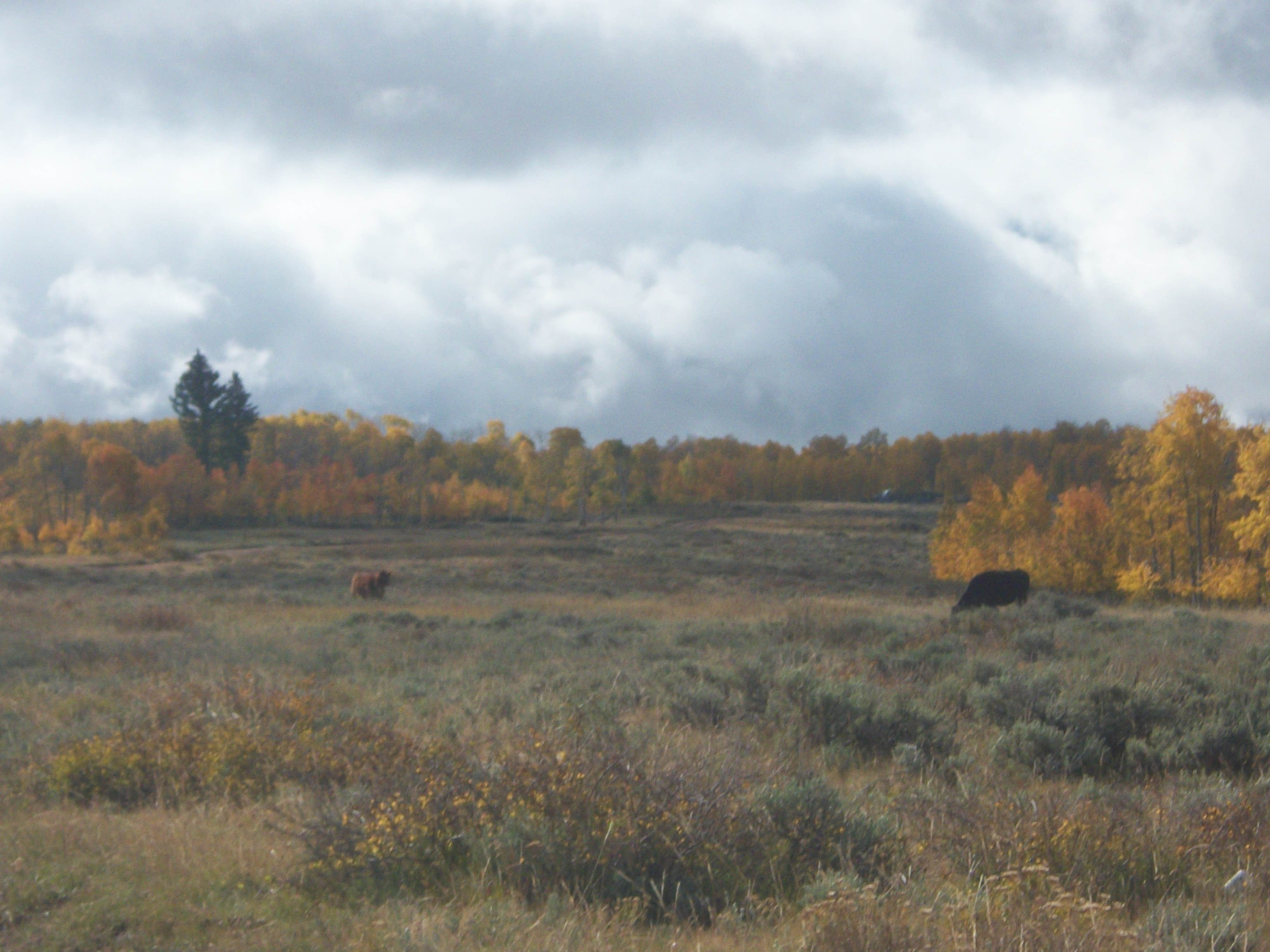 Range Study Area - FS Road #217
