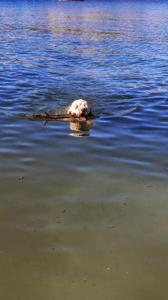 Amanda B.'s photo of camping with pets at Steinaker State Park Campground near Dinosaur National Monument