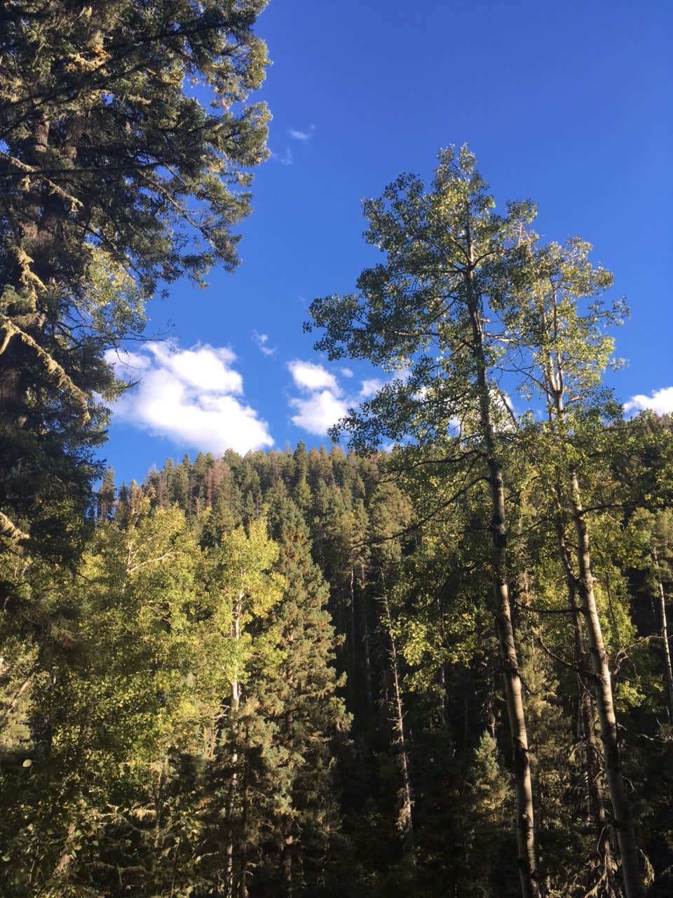 Camper submitted image from Panchuela Campground and Trailhead - 2