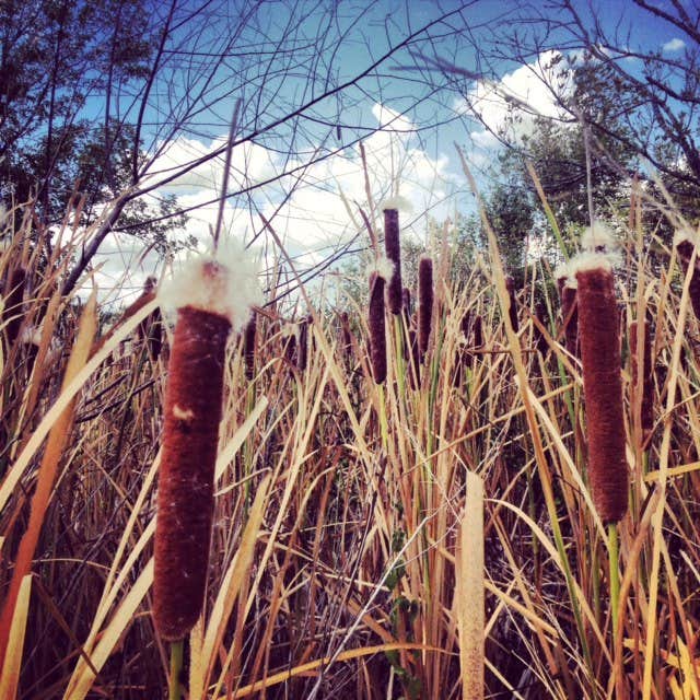 Camper-submitted photo at Lake Bryan Campground near Somerville, TX