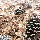 Review photo of Huntsville State Park Campground by Gretchen N., June 26, 2016