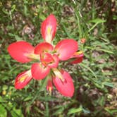 Review photo of Nails Creek Unit — Lake Somerville State Park by Gretchen N., June 21, 2016