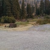 Review photo of Slough Creek Campground — Yellowstone National Park by Christine D., September 30, 2016
