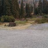 Review photo of Slough Creek Campground — Yellowstone National Park by Christine D., September 30, 2016