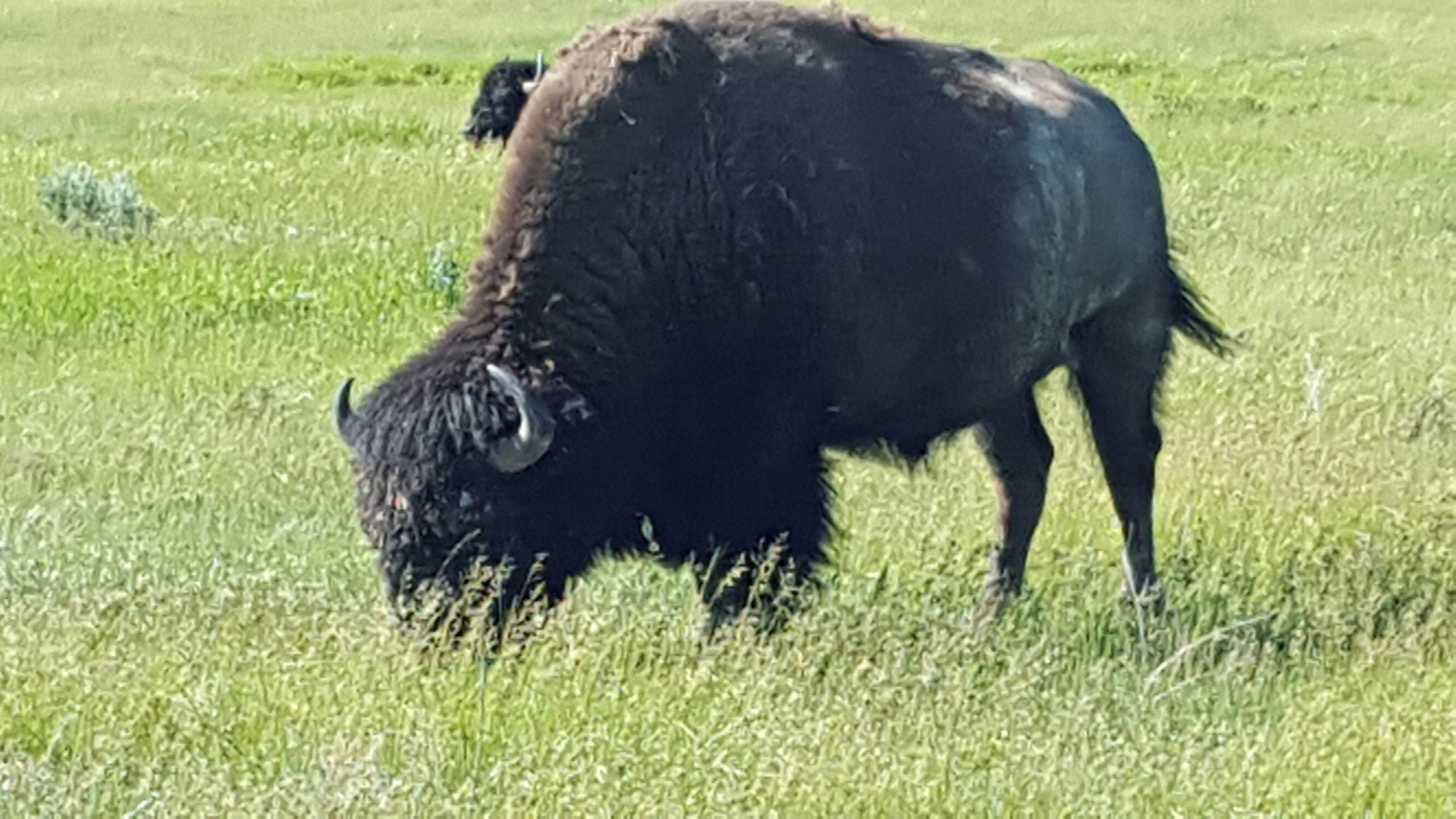 Camper submitted image from Juniper Campground — Theodore Roosevelt National Park - 4