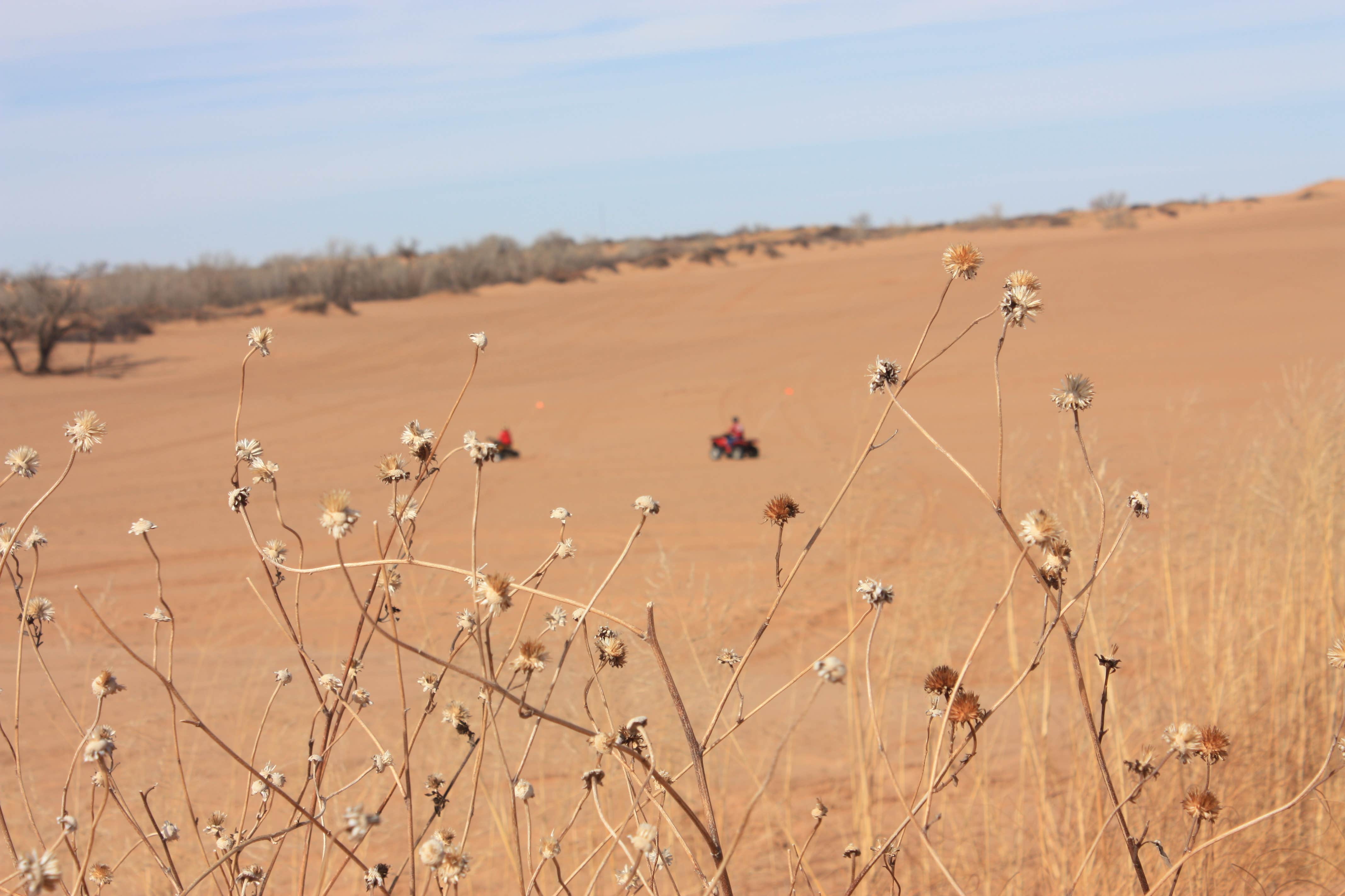Camper-submitted photo at Buttercup — Little Sahara State Park near Freedom, OK