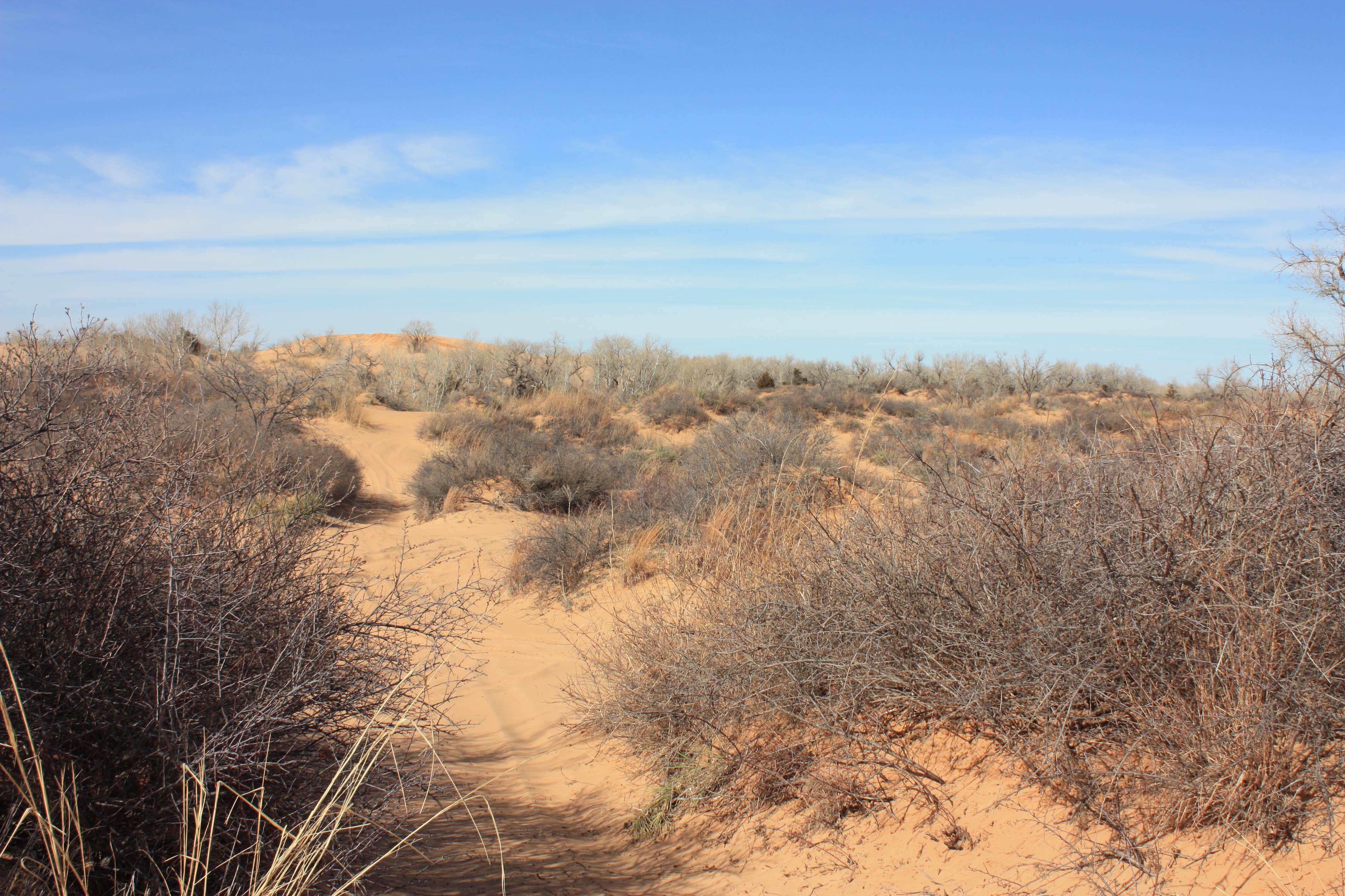 Camper-submitted photo at Buttercup — Little Sahara State Park near Freedom, OK