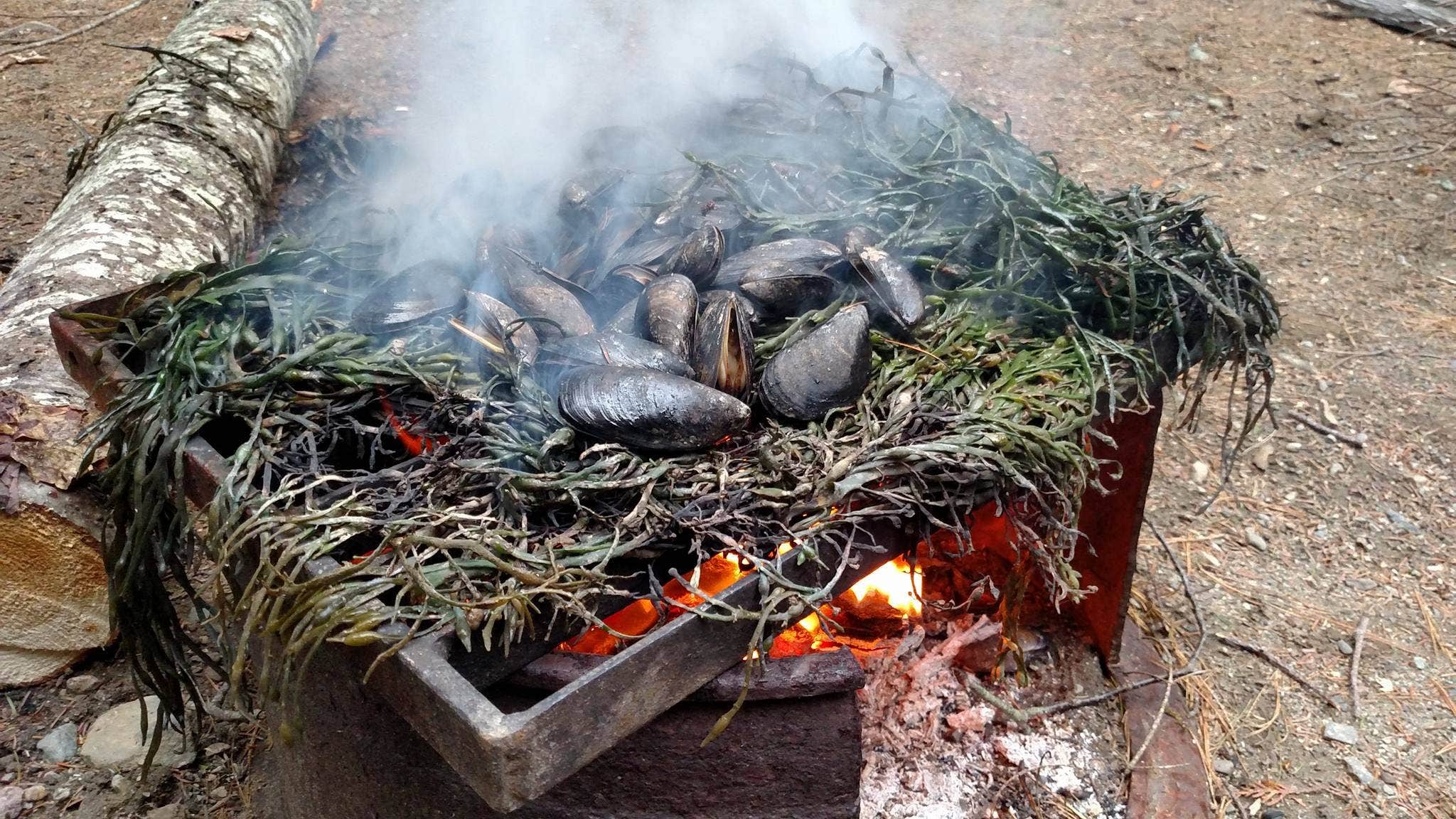 Camper-submitted photo at Cobscook Bay State Park Campground in Maine
