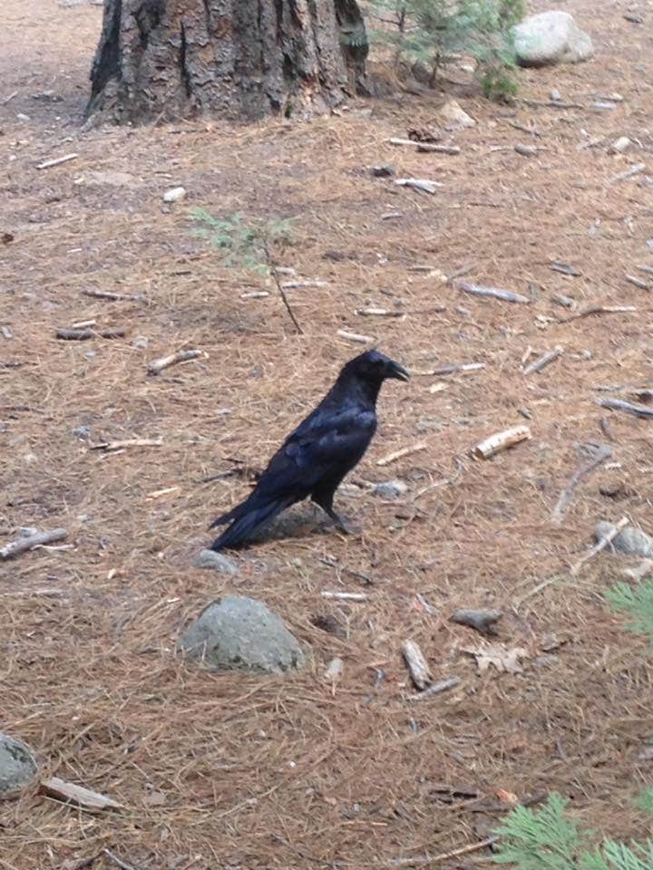 Camper-submitted photo at Siskiyou Beach and Camp near Weed, CA