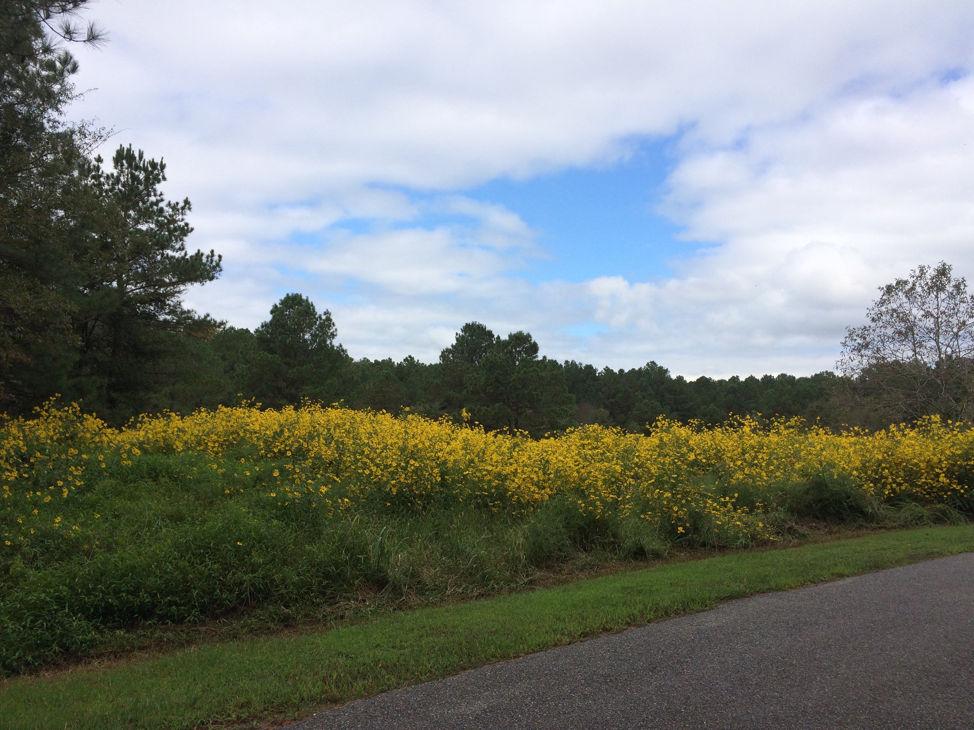 Camper submitted image from Crosswinds Campground — Jordan Lake State Recreation Area - 4