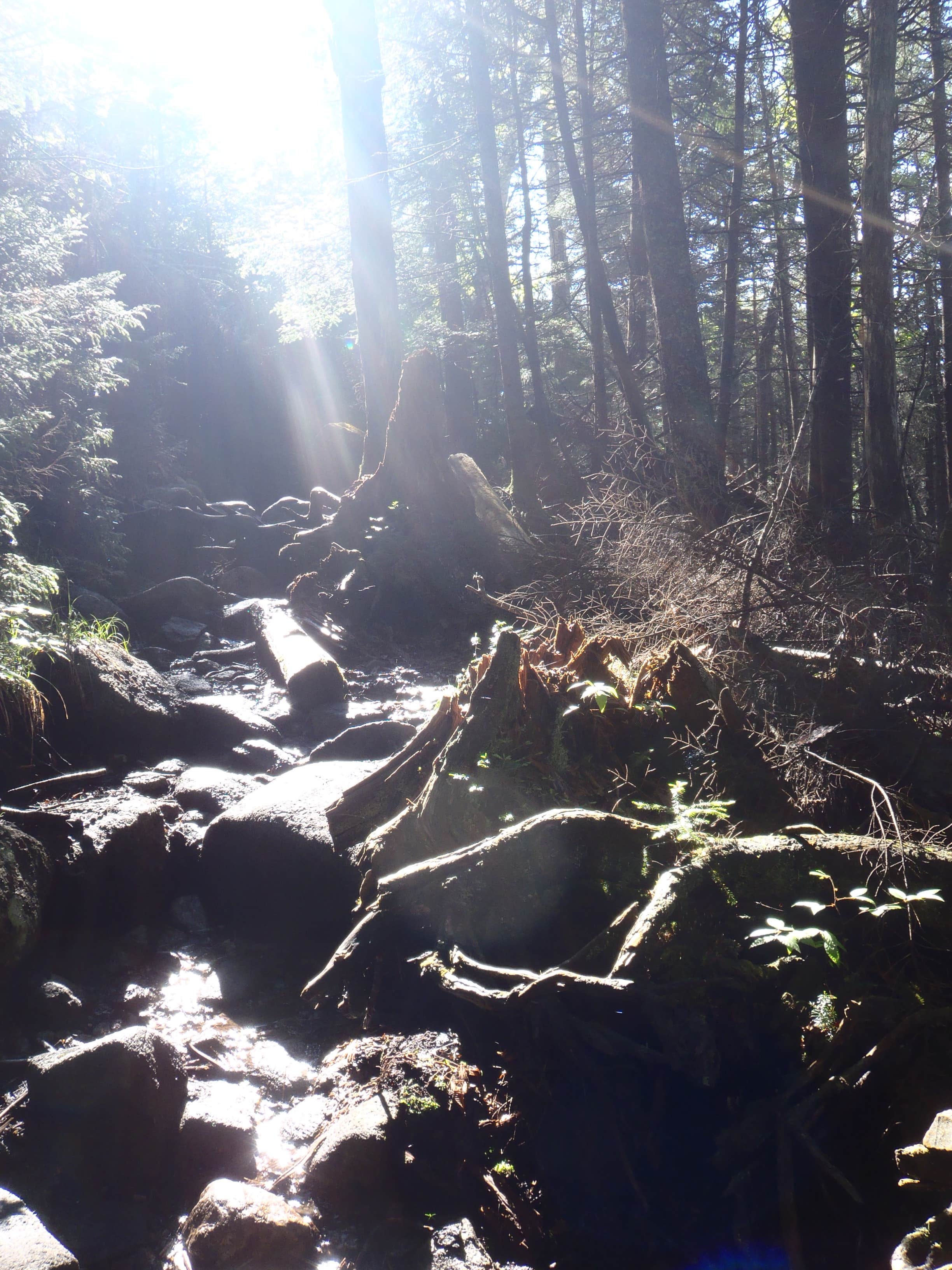 Camper-submitted photo at Flowed Lands near Rainbow Lake, NY