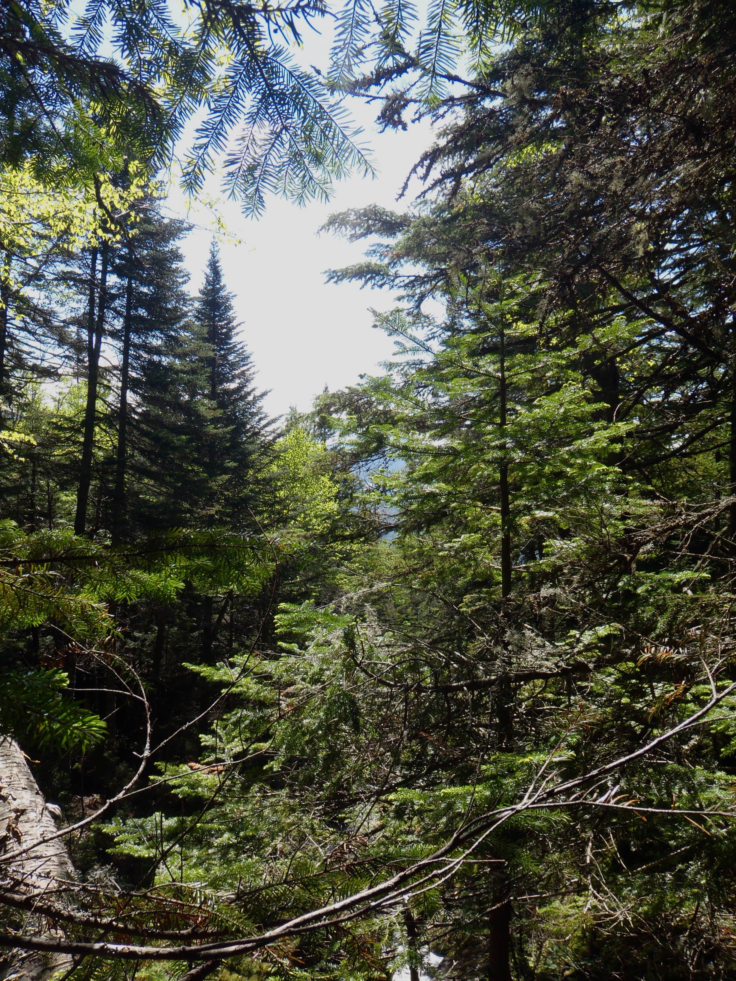 Camper submitted image from Flowed Lands - 1