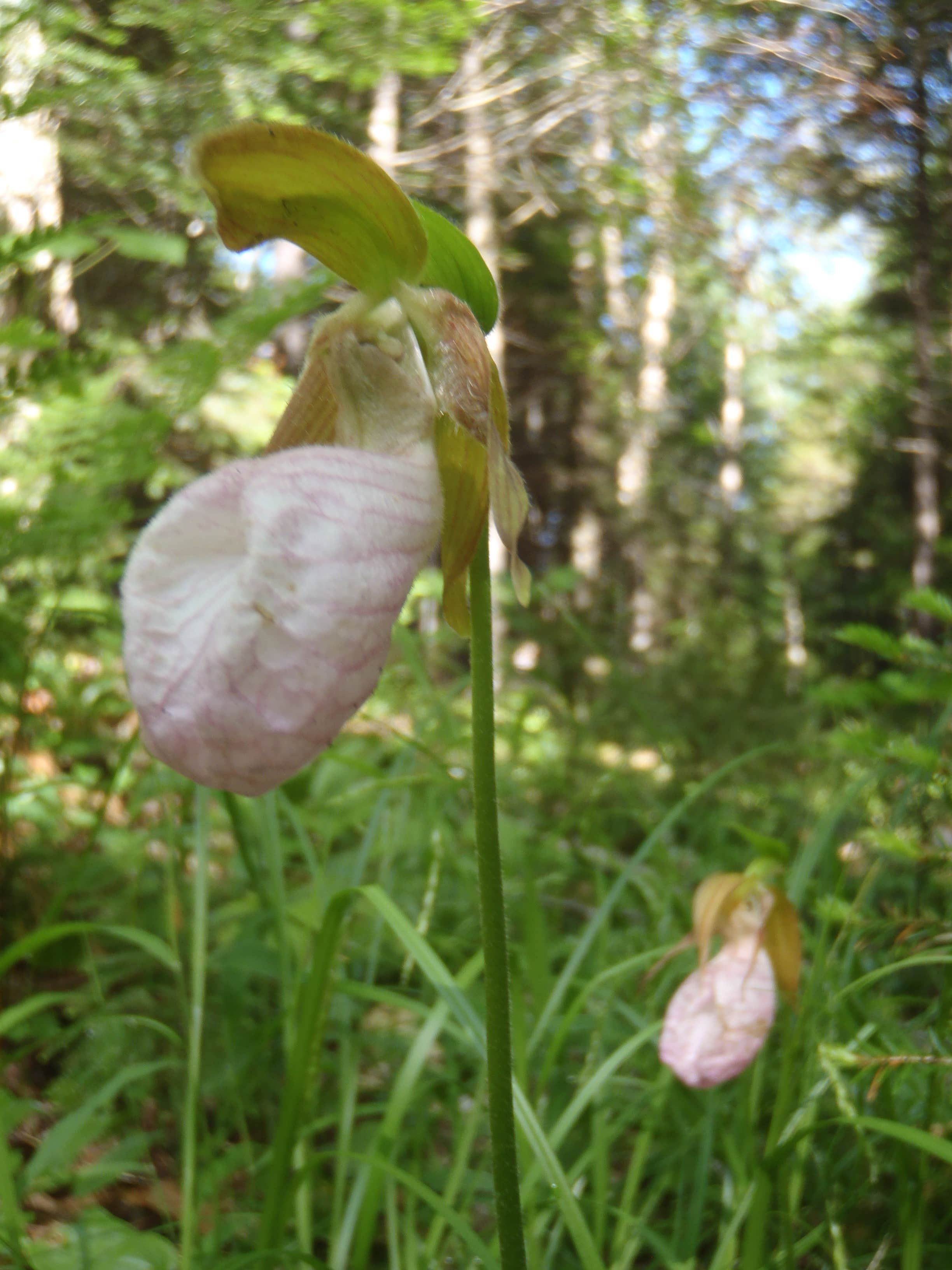 Camper submitted image from Flowed Lands - 5