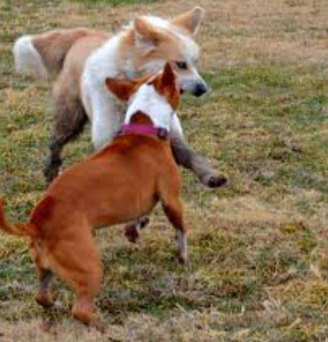 Melissa M.'s photo of camping with pets at Overlook near Copan, OK