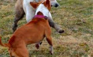 Melissa M.'s photo of camping with pets at Overlook near Pittsburg, KS