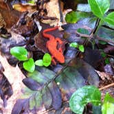 Review photo of Cosby Campground — Great Smoky Mountains National Park by Annie C., October 1, 2016