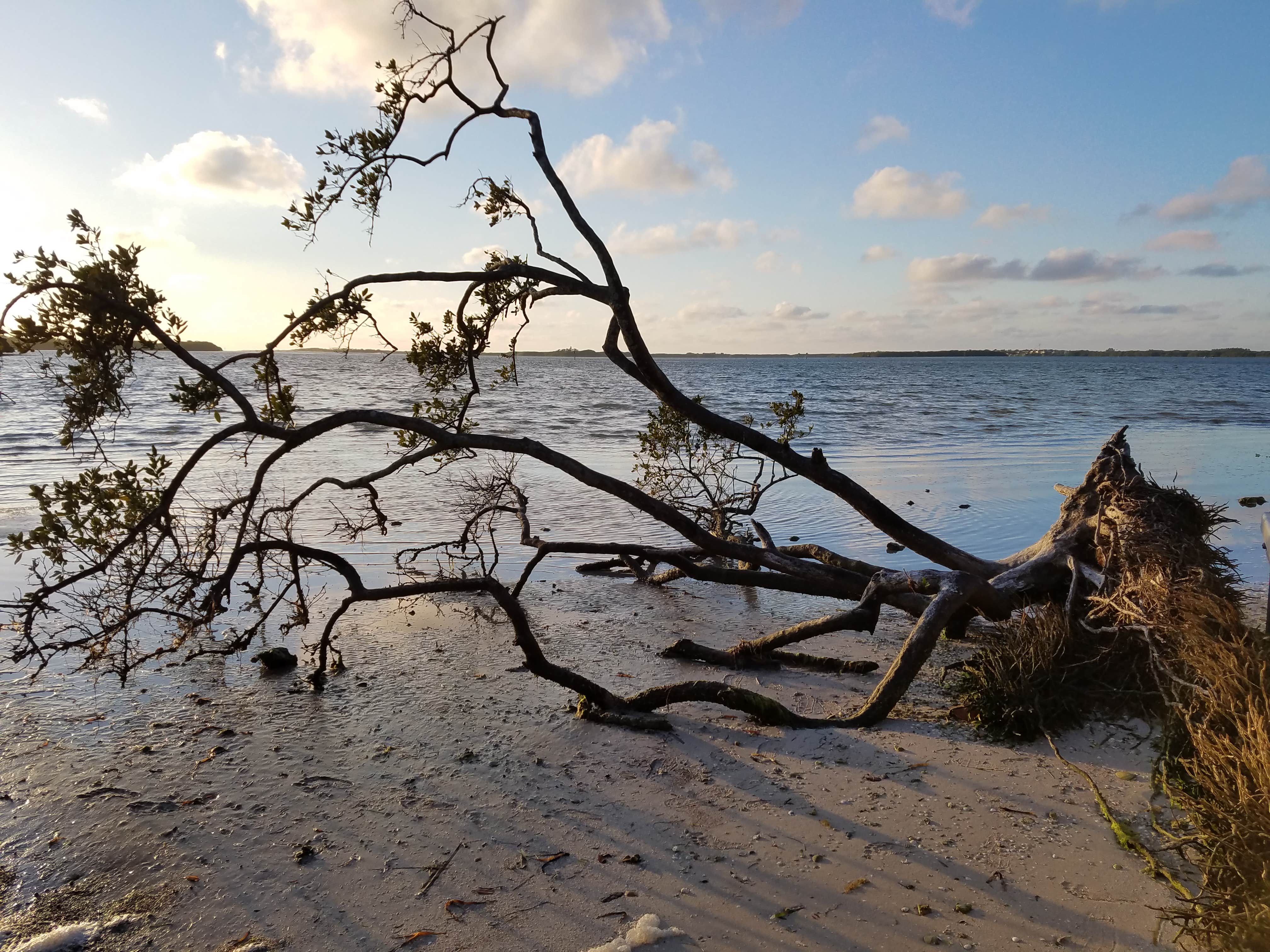 Camper submitted image from Fort De Soto Campground - 3