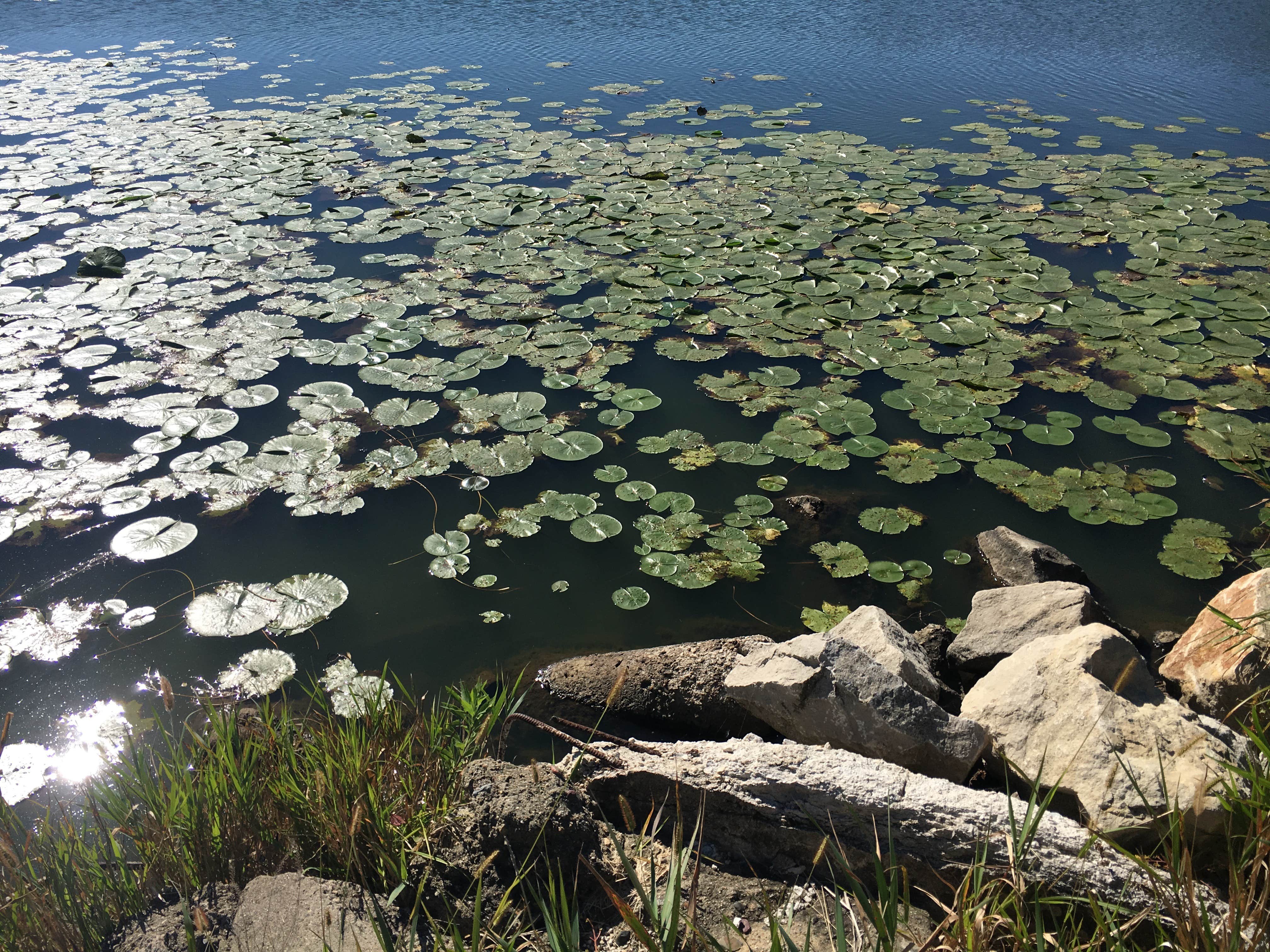 Camper-submitted photo at Lake Anita State Park Campground in Iowa