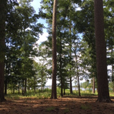 Review photo of Goose Creek State Park Campground by Kayko S., October 1, 2016