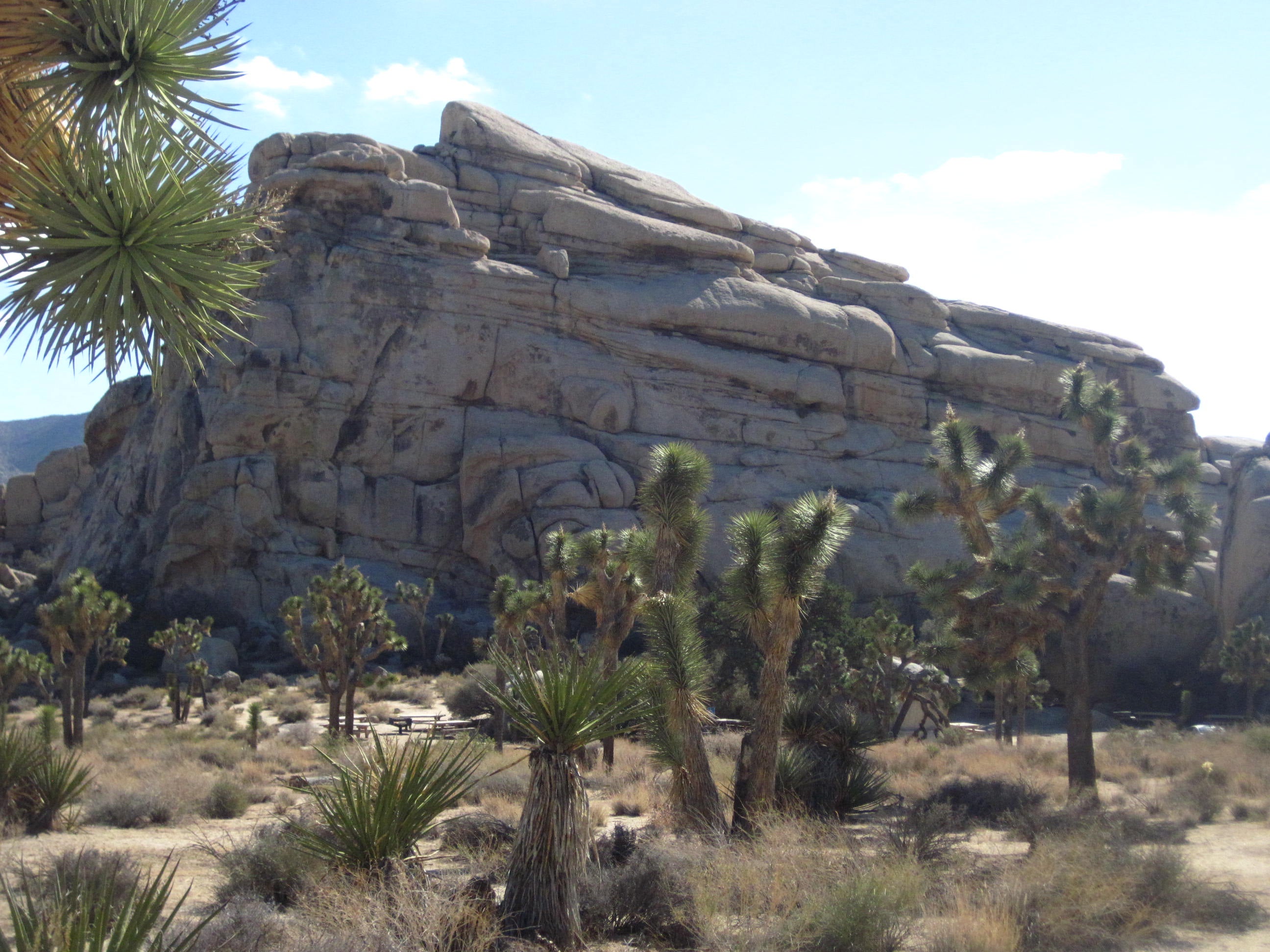 Camper submitted image from Black Rock Campground — Joshua Tree National Park - 2