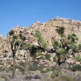 Review photo of Black Rock Campground — Joshua Tree National Park by Michael K., June 13, 2016