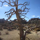 Review photo of Black Rock Campground — Joshua Tree National Park by Michael K., June 13, 2016
